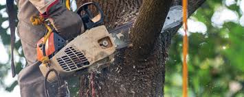 Lawn Drainage Solutions in Oak Point, TX