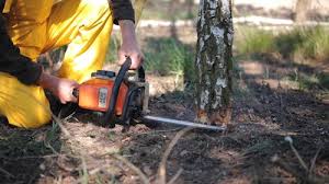 How Our Tree Care Process Works  in  Oak Point, TX