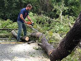 Best Tree Maintenance Programs  in Oak Point, TX