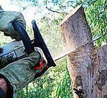 Best Commercial Tree Services  in Oak Point, TX