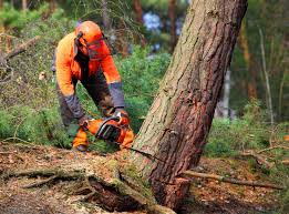 Best Lawn Watering Services  in Oak Point, TX