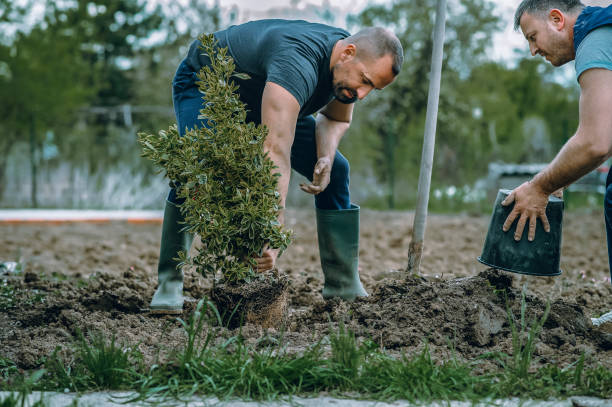 Best Grass Overseeding  in Oak Point, TX