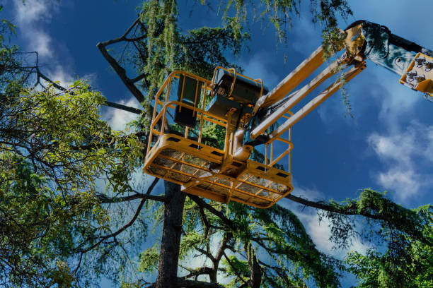 Best Tree Mulching  in Oak Point, TX
