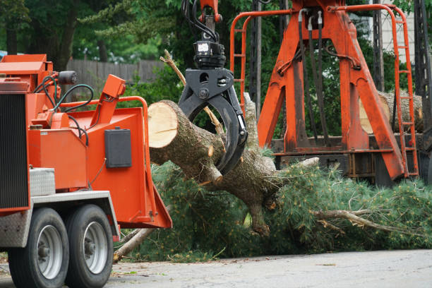 Best Weed Control  in Oak Point, TX