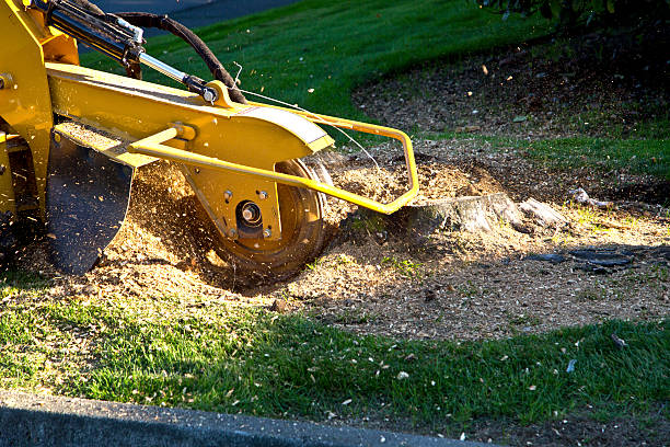 Best Aeration Services  in Oak Point, TX