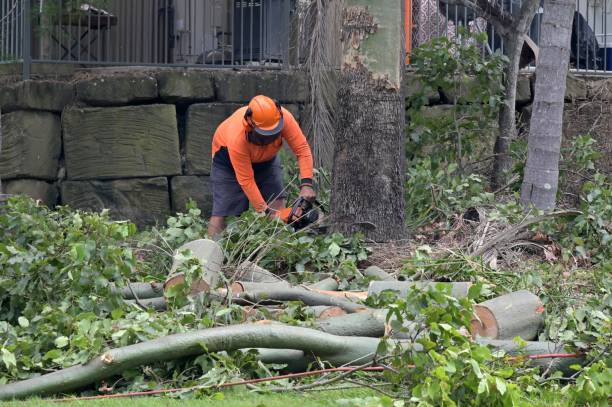 Best Tree Risk Assessment  in Oak Point, TX