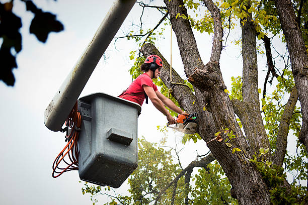 Best Tree Health Inspection  in Oak Point, TX
