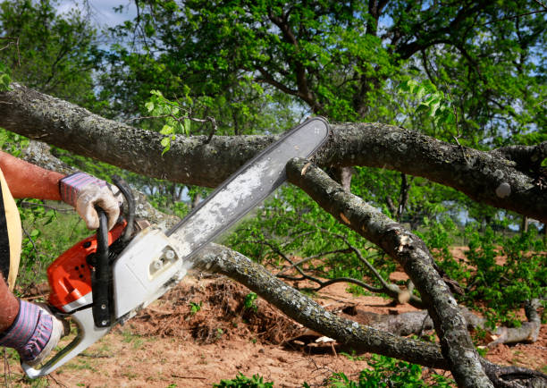 Best Fruit Tree Pruning  in Oak Point, TX